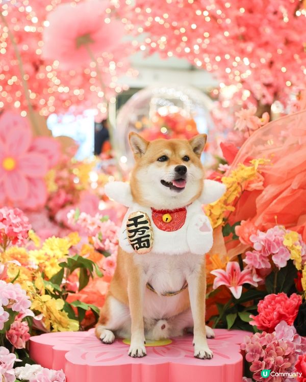 好細心嘅商場比毛孩打卡