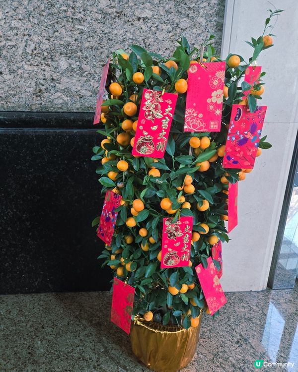 大吉大利🍊粉紅桃花好姻緣❣️