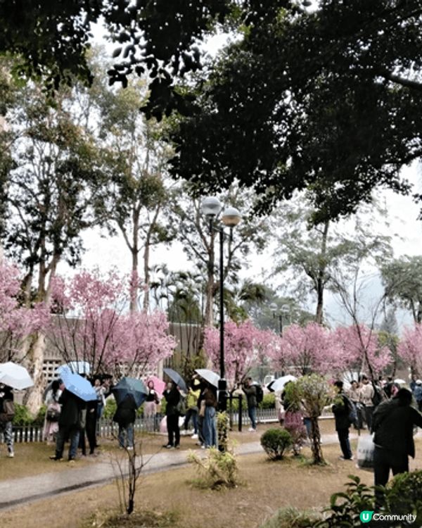 馬年快到，當然要去行個桃花運，又要食下年糕，賞下花，感受一下...