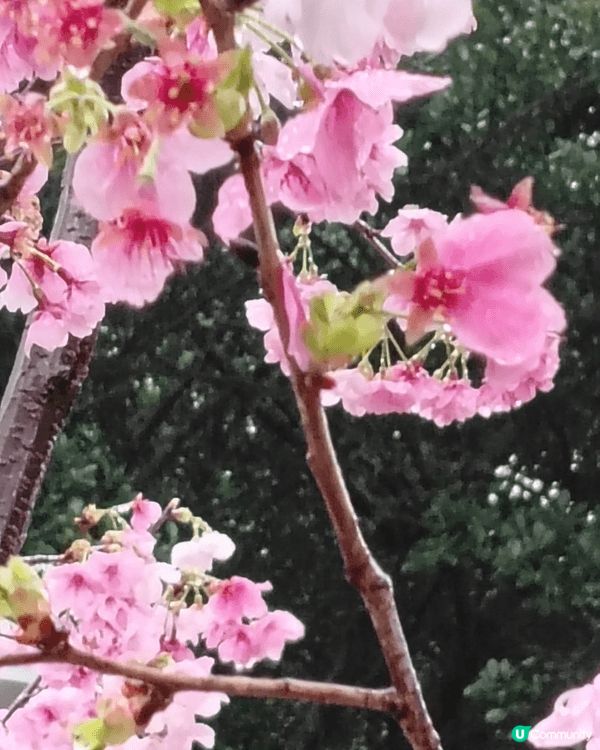 馬年快到，當然要去行個桃花運，又要食下年糕，賞下花，感受一下...