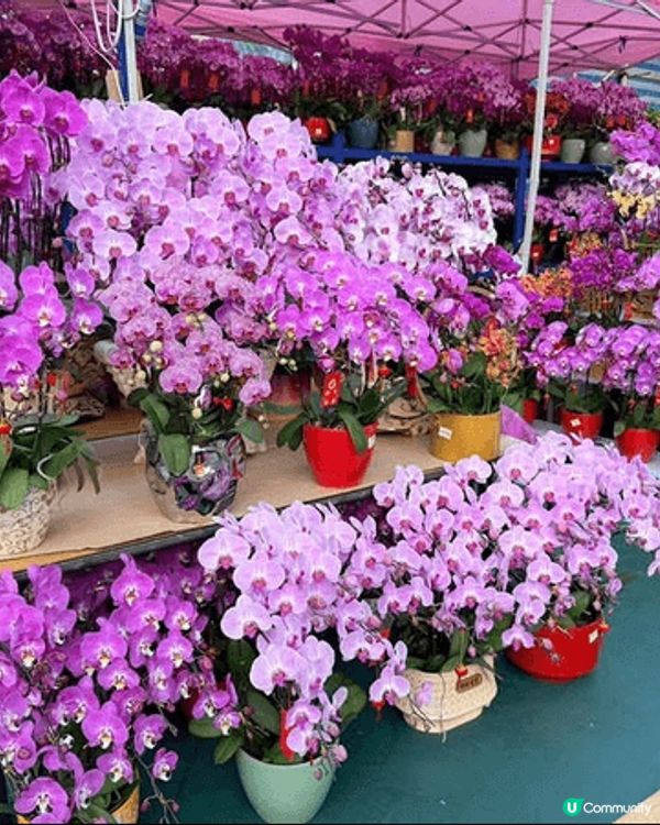 臨近農曆新年去逛花市行個大運是必須的