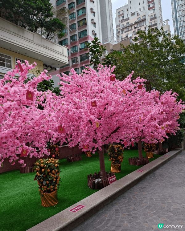 燈海桃林賀新歲🎊