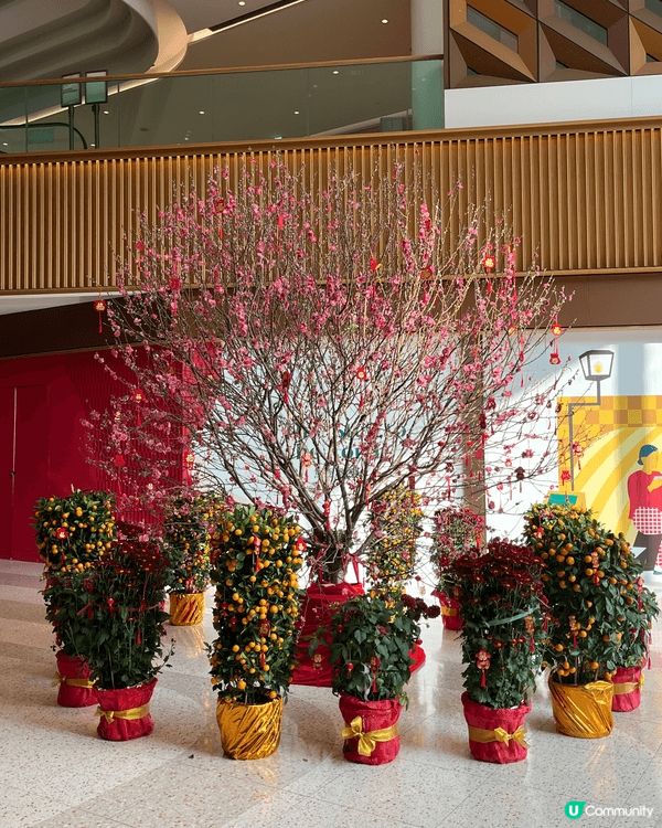 早幾日去了朗壹商場🏬見到桃花就影相打卡，同埋有新年布置，謝謝...