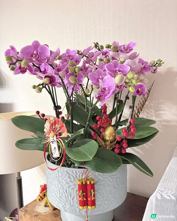 今年DIY用了$320，自己插了賀年蘭花，作為一個插花新手，...