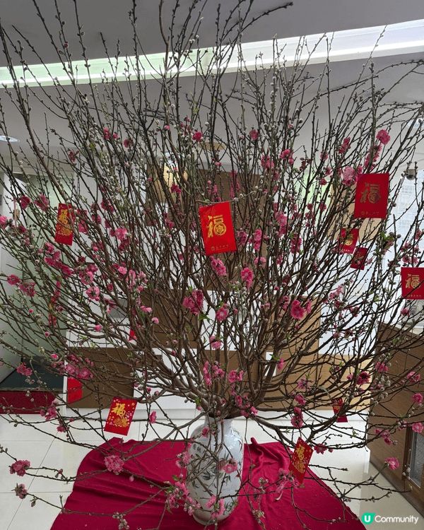 馬年行桃花運！
