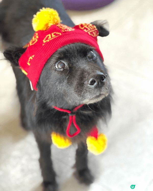 我家狗狗穿上 賀年裝，超應節，仲有利是封逗利是🤣