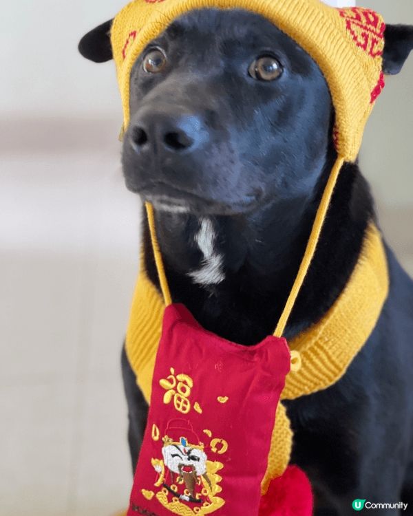 我家狗狗穿上 賀年裝，超應節，仲有利是封逗利是🤣