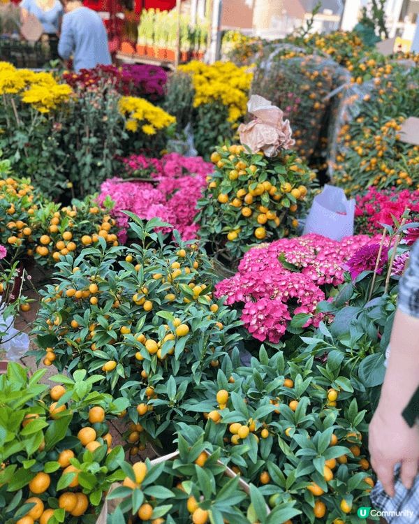 《旺角花墟公園年宵花市》係九龍區好熱門、好有氣氛嘅新年花市，...