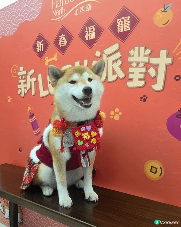 我哋參加咗北角匯嘅「新春福寵新LOOK派對」好好玩喎. 我整...