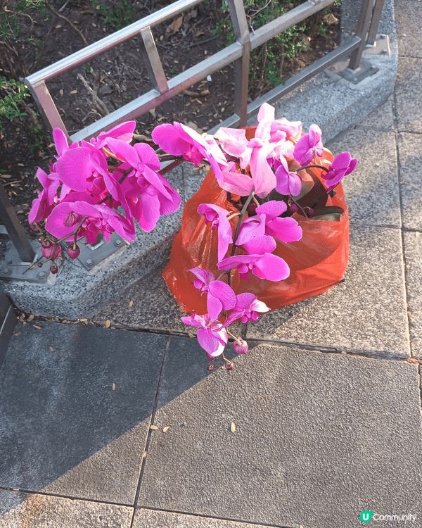 年宵中花卉被男子棄置後取回，而支裝蘭花則被女子拋下不要。