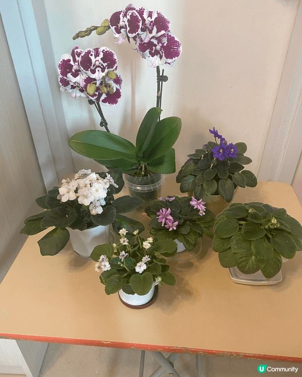 食得是福，有美食同埋美花，退休既馬年一定多姿多彩