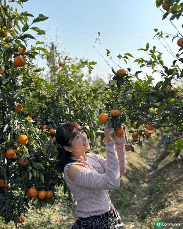 新年去摘柑，金銀財寶好運來❤️