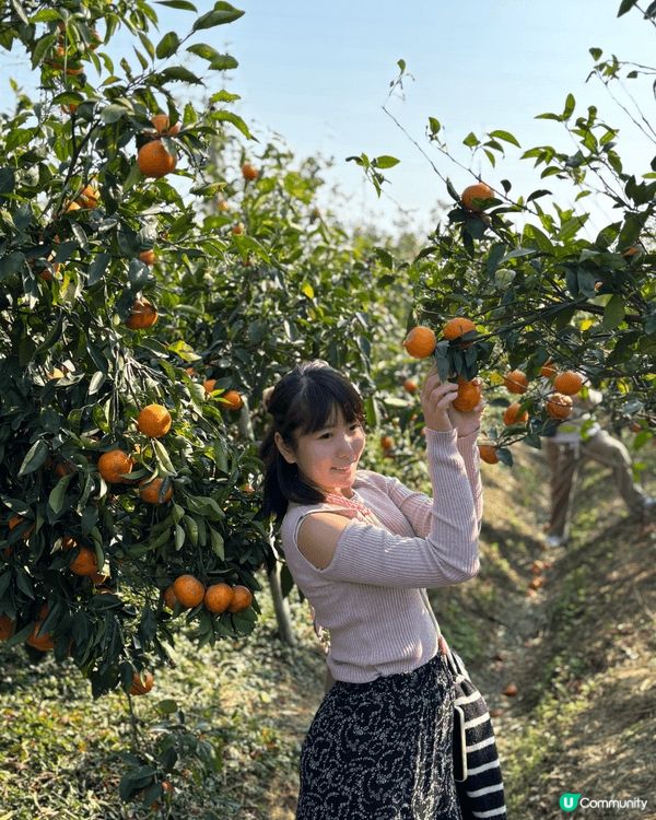 新年去摘柑，金銀財寶好運來❤️