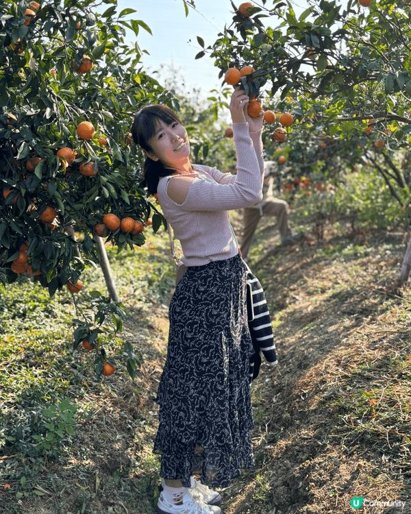 新年去摘柑，金銀財寶好運來❤️