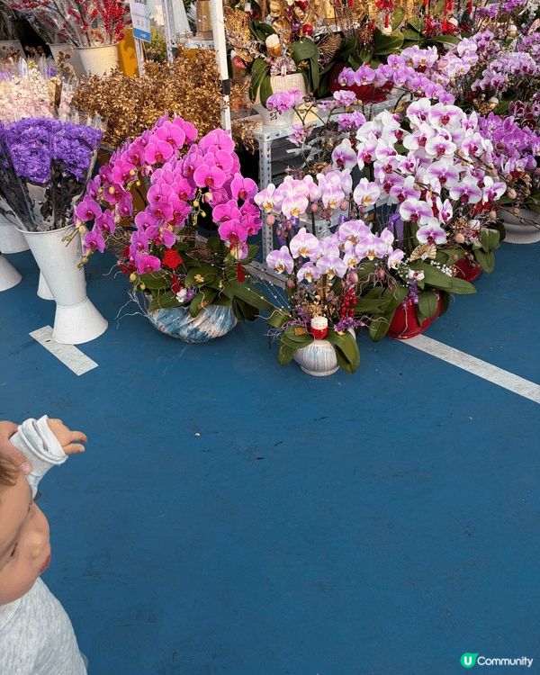 第一次帶BB去花市，選擇咗去葵芳。葵芳花市係喺葵涌運動場，推...