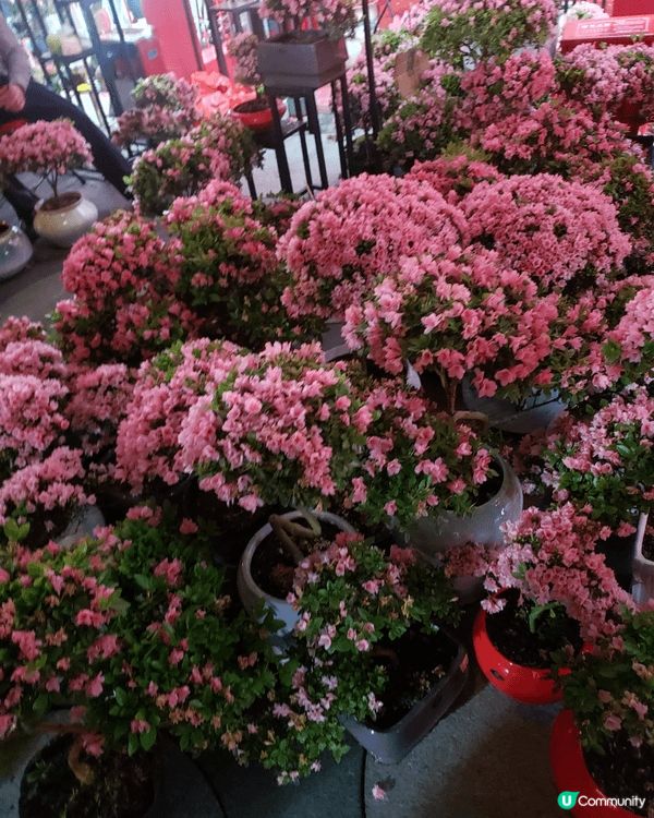 除夕夜到了深圳福田年宵花市一遊，一踏入花市，花香撲鼻而來。海...