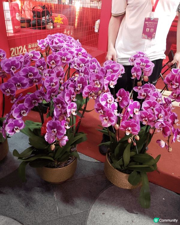 除夕夜到了深圳福田年宵花市一遊，一踏入花市，花香撲鼻而來。海...