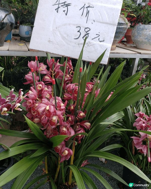 除夕夜到了深圳福田年宵花市一遊，一踏入花市，花香撲鼻而來。海...