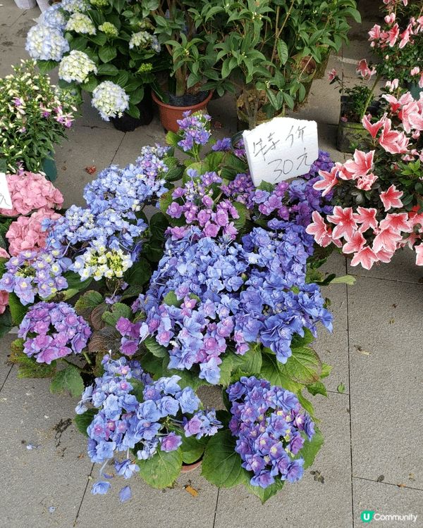 除夕夜到了深圳福田年宵花市一遊，一踏入花市，花香撲鼻而來。海...