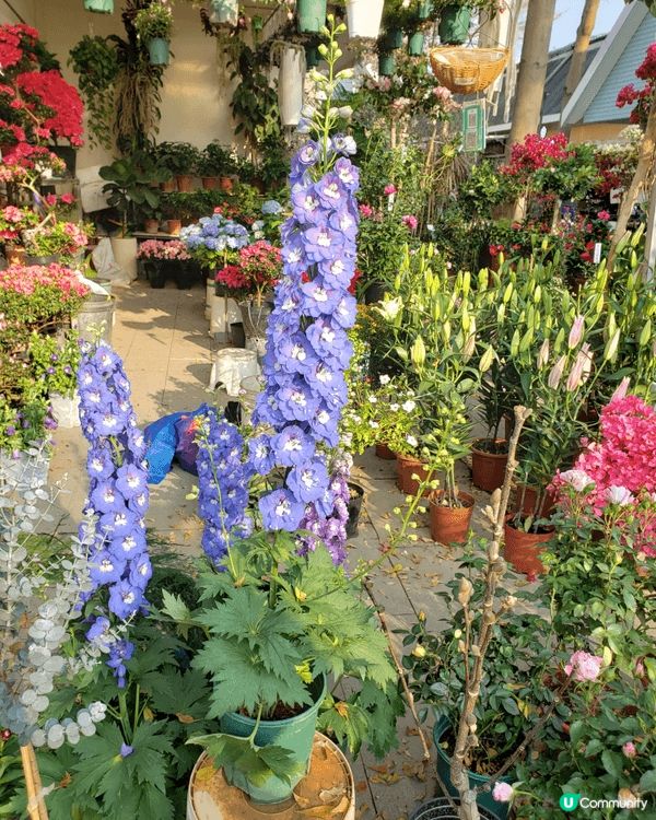 除夕夜到了深圳福田年宵花市一遊，一踏入花市，花香撲鼻而來。海...