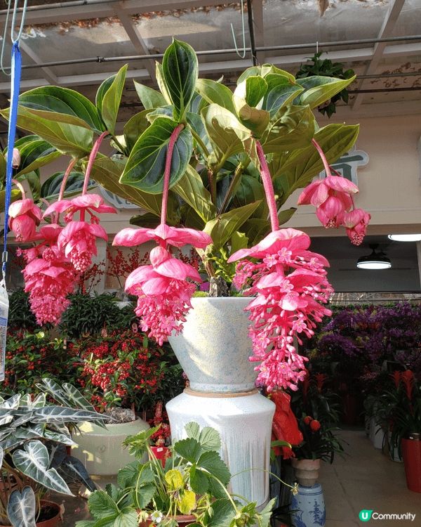 除夕夜到了深圳福田年宵花市一遊，一踏入花市，花香撲鼻而來。海...