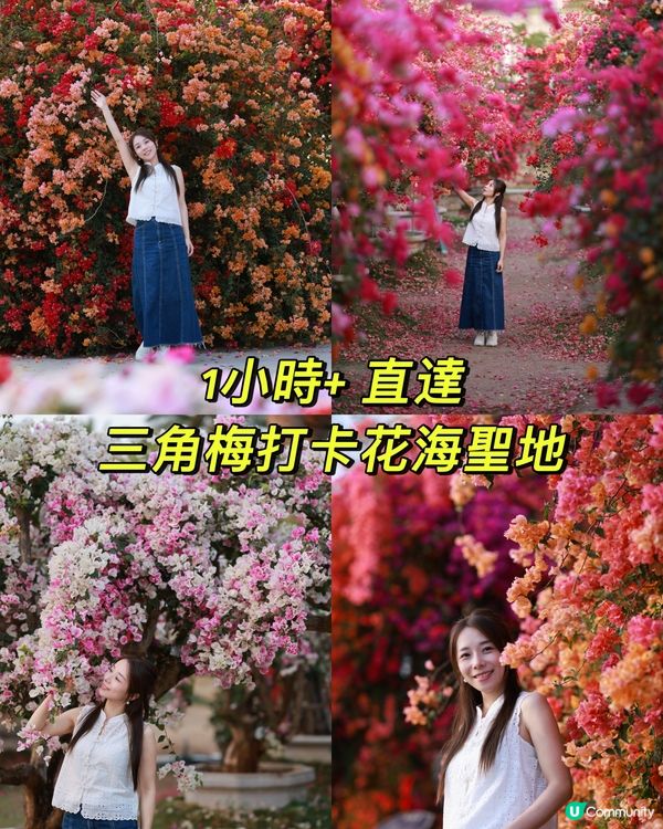 1 小時+ 直達 ❤️🧡三角梅花海打卡聖地