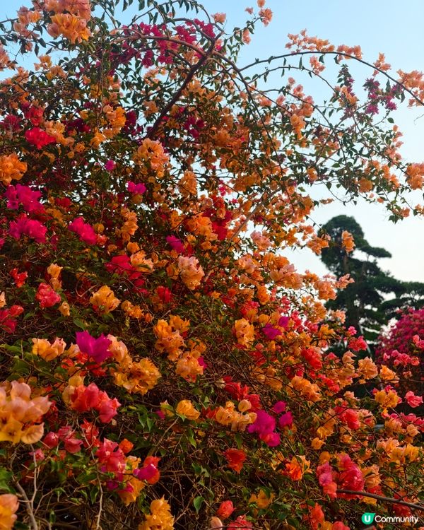 1 小時+ 直達 ❤️🧡三角梅花海打卡聖地
