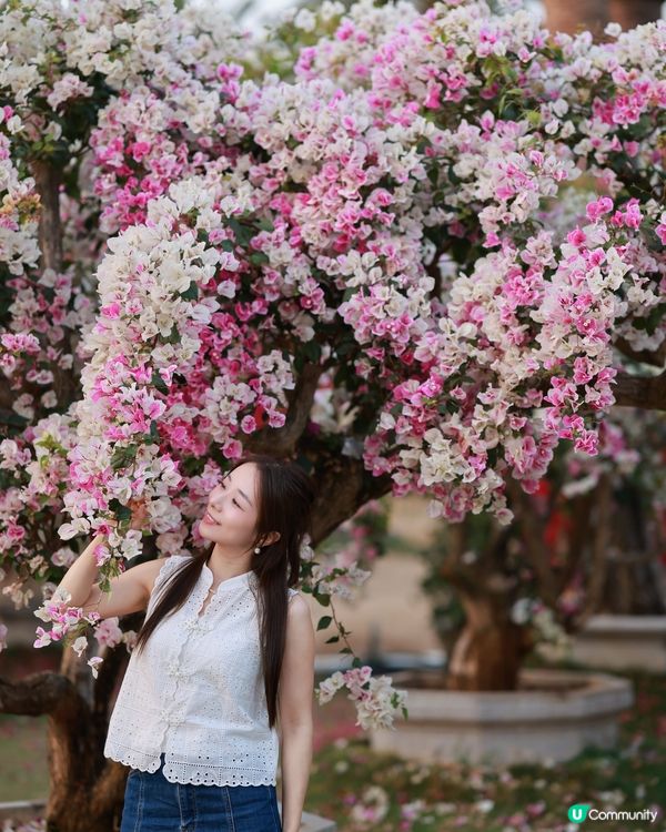 1 小時+ 直達 ❤️🧡三角梅花海打卡聖地