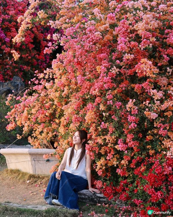 1 小時+ 直達 ❤️🧡三角梅花海打卡聖地