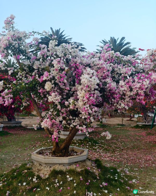 1 小時+ 直達 ❤️🧡三角梅花海打卡聖地