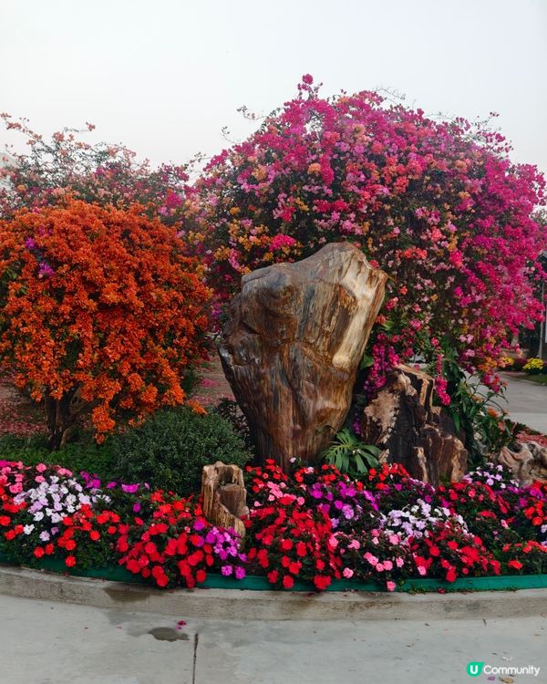 1 小時+ 直達 ❤️🧡三角梅花海打卡聖地