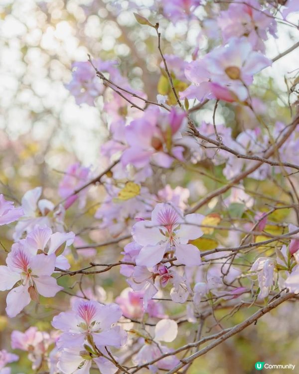 屯門河畔港版河津櫻盛開🌸