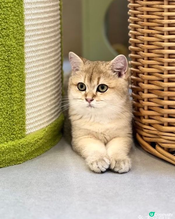 深圳不限時貓Cafe😆💕