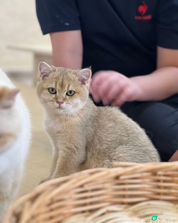 深圳不限時貓Cafe😆💕