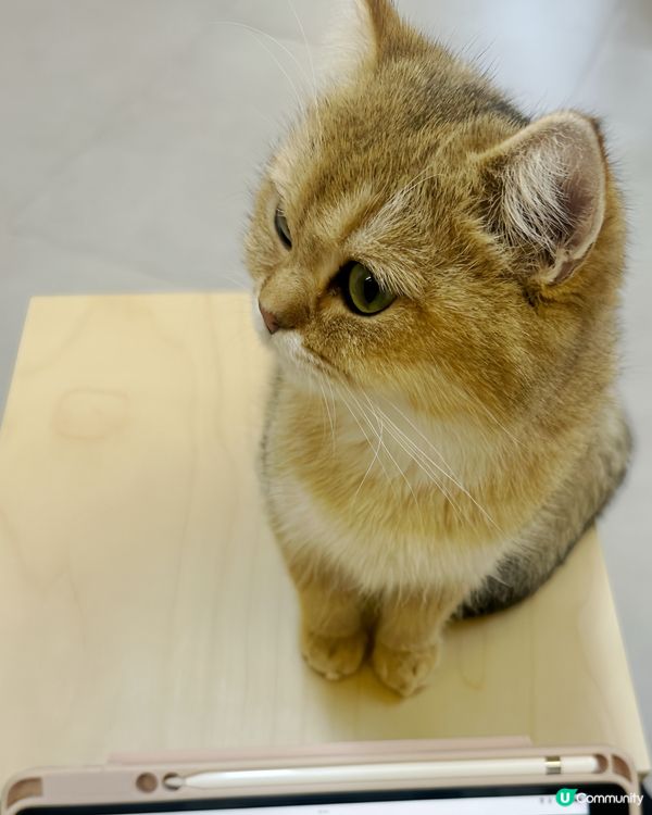 深圳不限時貓Cafe😆💕