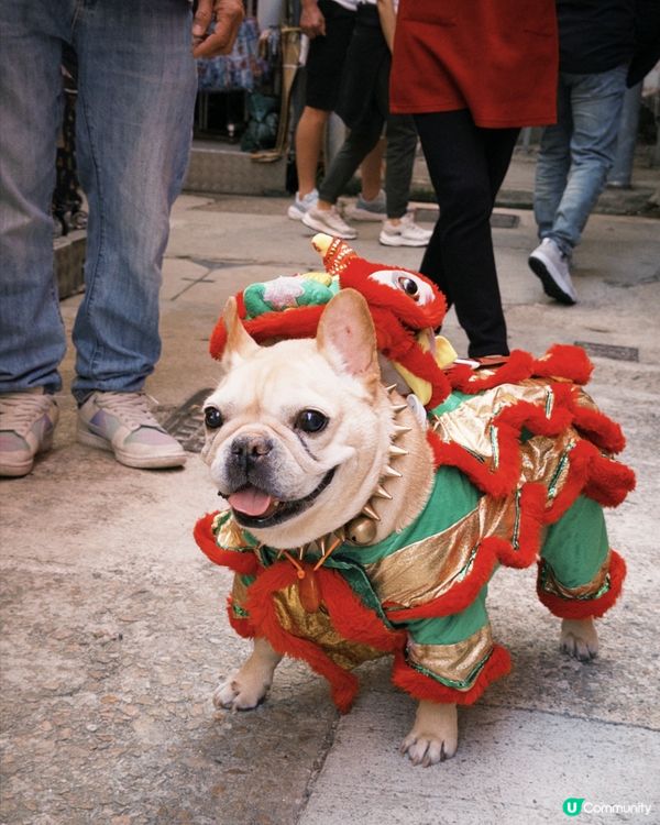 赤柱市集採青！🦁☀️