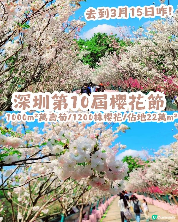 深圳第10屆櫻花節限時30日🌸! 佔地22萬㎡/1200株櫻花/1000㎡萬壽菊花海                                    