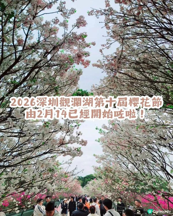 深圳第10屆櫻花節限時30日🌸! 佔地22萬㎡/1200株櫻花/1000㎡萬壽菊花海                                    