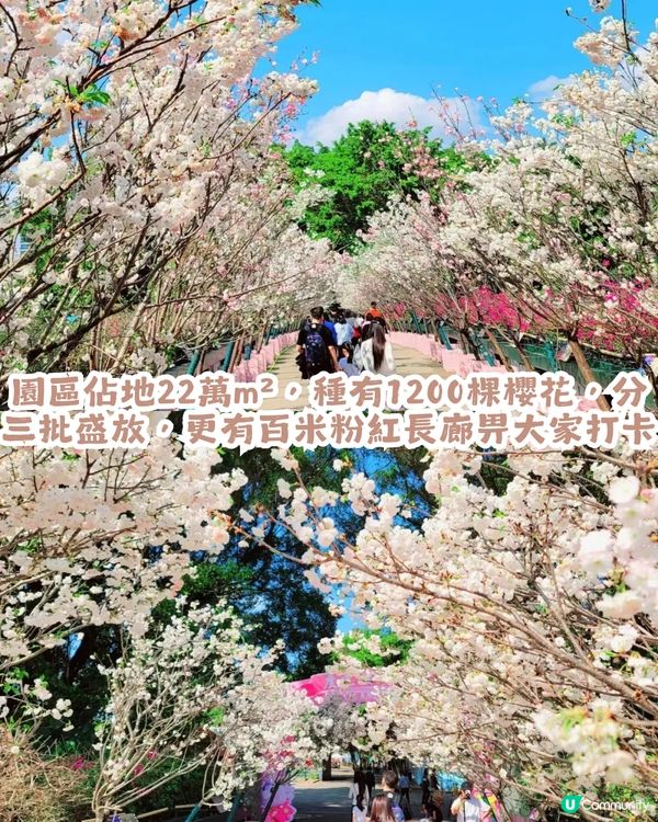 深圳第10屆櫻花節限時30日🌸! 佔地22萬㎡/1200株櫻花/1000㎡萬壽菊花海                                    