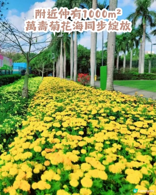 深圳第10屆櫻花節限時30日🌸! 佔地22萬㎡/1200株櫻花/1000㎡萬壽菊花海                                    