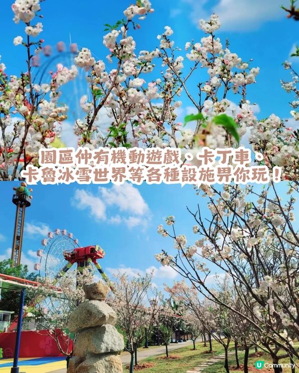 深圳第10屆櫻花節限時30日🌸! 佔地22萬㎡/1200株櫻花/1000㎡萬壽菊花海                                    