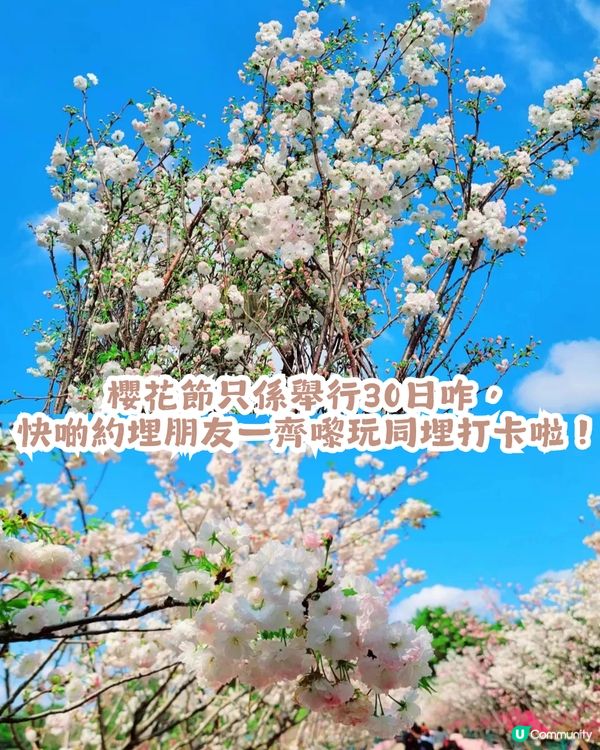 深圳第10屆櫻花節限時30日🌸! 佔地22萬㎡/1200株櫻花/1000㎡萬壽菊花海                                    