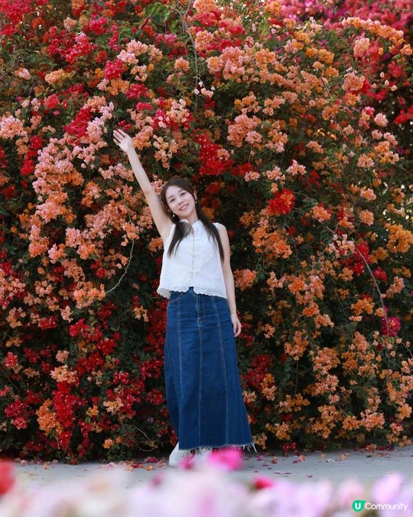 1 小時+ 直達 ❤️🧡三角梅花海打卡聖地