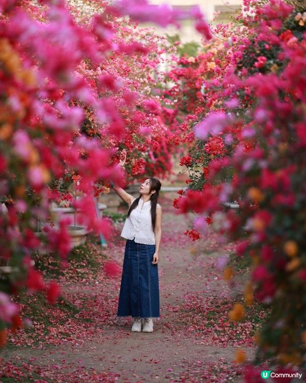 1 小時+ 直達 ❤️🧡三角梅花海打卡聖地
