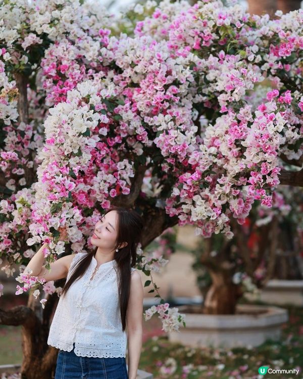 1 小時+ 直達 ❤️🧡三角梅花海打卡聖地