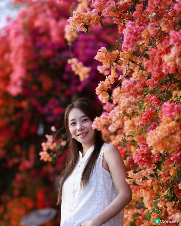 1 小時+ 直達 ❤️🧡三角梅花海打卡聖地