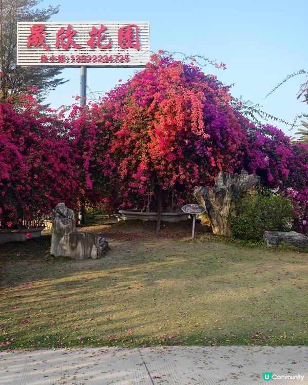 1 小時+ 直達 ❤️🧡三角梅花海打卡聖地