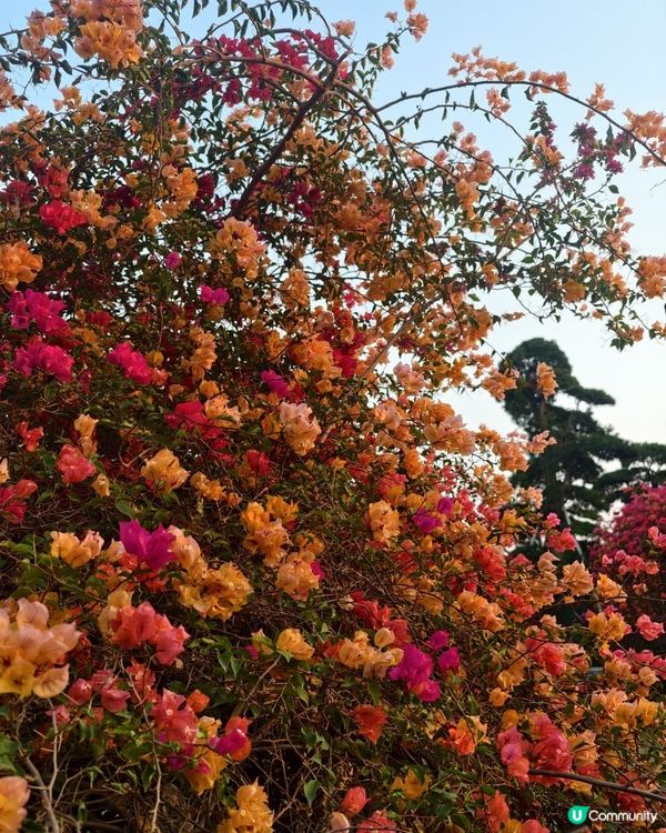 1 小時+ 直達 ❤️🧡三角梅花海打卡聖地
