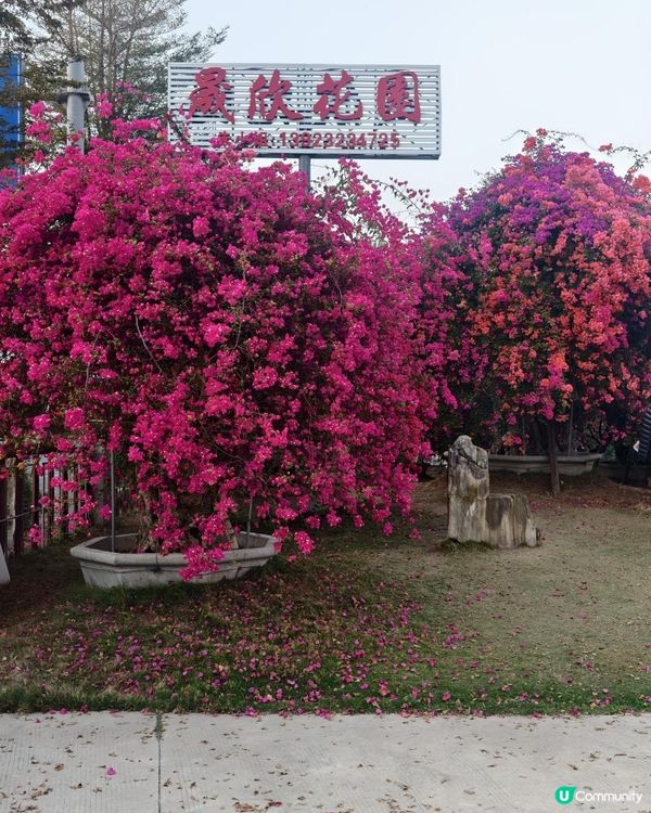 1 小時+ 直達 ❤️🧡三角梅花海打卡聖地
