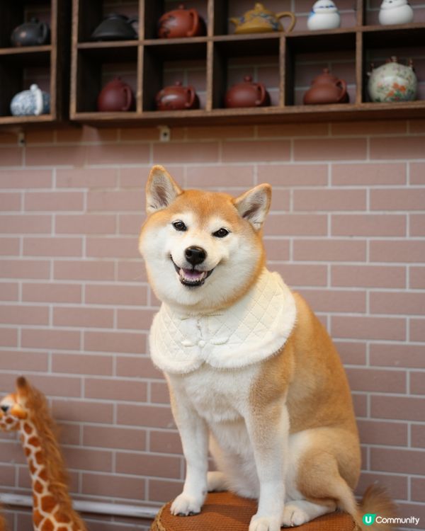 🫖賀年飲茶推介：大池小館🥢